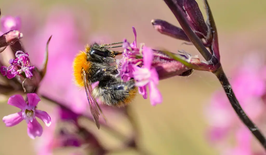 免費下載木紋素材，為你的設計增添自然質感